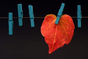 Leaf on a line with clothes pens
